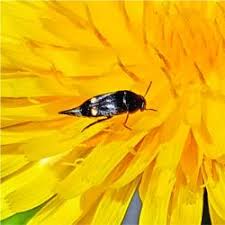 Attēlu rezultāti vaicājumam “Mordella sp.”