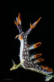 ผลการค้นหารูปภาพสำหรับ Bornella Anguilla