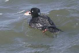 Image result for Melanitta perspicillata