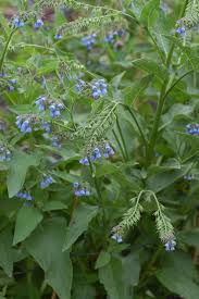 Attēlu rezultāti vaicājumam “Symphytum asperum leaf”