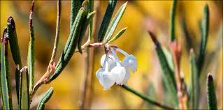 Attēlu rezultāti vaicājumam “Andromeda polifolia bud”