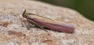 Attēlu rezultāti vaicājumam “Oncocera semirubella”