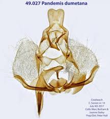 Attēlu rezultāti vaicājumam “Pandemis cinnamomeana female”