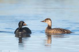 Attēlu rezultāti vaicājumam “Melanitta nigra”