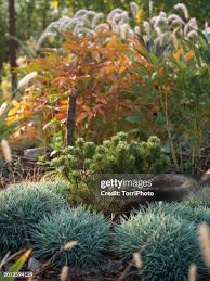 Attēlu rezultāti vaicājumam “Pinus mugo male flower”