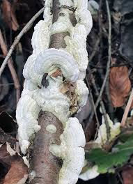 Attēlu rezultāti vaicājumam “Steccherinum ochraceum”