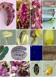 Attēlu rezultāti vaicājumam “Lathraea squamaria flower”