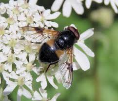 Attēlu rezultāti vaicājumam “Volucella pellucens”