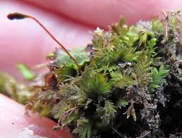 Attēlu rezultāti vaicājumam “Fissidens arnoldii sporophyte”