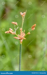 Attēlu rezultāti vaicājumam “Schoenoplectus lacustris subsp. glaucus flower”
