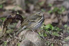 Image result for Anthus hodgsoni