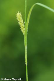 Attēlu rezultāti vaicājumam “Carex hirta female flower”