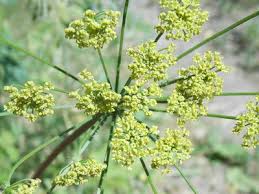 Attēlu rezultāti vaicājumam “Heracleum sphondylium subsp. sibiricum”