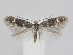 Attēlu rezultāti vaicājumam “Elachista maculicerusella”