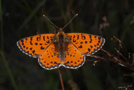 Attēlu rezultāti vaicājumam “Melitaea didyma”