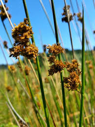 Attēlu rezultāti vaicājumam “Juncus effusus”