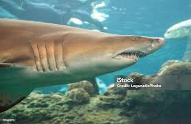 Image result for Carcharhinus limbatus