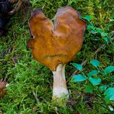 Attēlu rezultāti vaicājumam “Gyromitra infula”