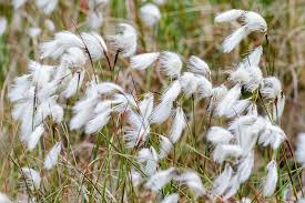 Attēlu rezultāti vaicājumam “Eriophorum latifolium flower”