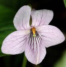 Attēlu rezultāti vaicājumam “Viola palustris”