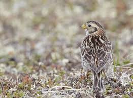 Image result for Calcarius lapponicus