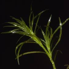 Attēlu rezultāti vaicājumam “Najas flexilis leaf”