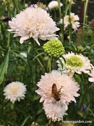 Image result for Scabiosa canescens
