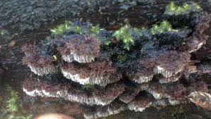 Attēlu rezultāti vaicājumam “Gloiodon strigosus”