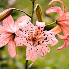 Attēlu rezultāti vaicājumam “Lilium lancifolium flower”