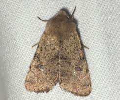 Attēlu rezultāti vaicājumam “Orthosia cruda”