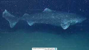 Image result for Somniosus microcephalus