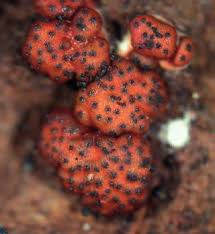 Attēlu rezultāti vaicājumam “Arcyria globosa young”