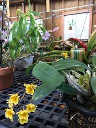 Attēlu rezultāti vaicājumam “Didymium aggregatum”