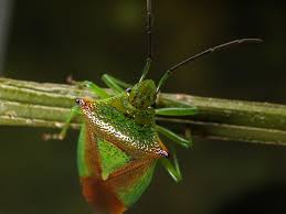 Attēlu rezultāti vaicājumam “Acanthosoma haemorrhoidale”
