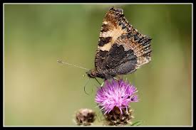 Attēlu rezultāti vaicājumam “Aglais urticae underside”