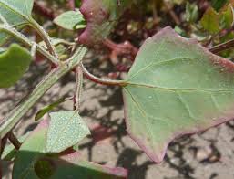 Attēlu rezultāti vaicājumam “Atriplex calotheca leaf”