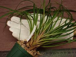 Image result for tillandsia umbellata