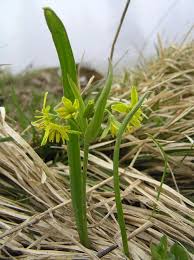 Attēlu rezultāti vaicājumam “Gagea lutea”