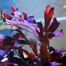 Attēlu rezultāti vaicājumam “Cribraria violacea macro”