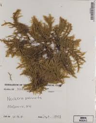 Attēlu rezultāti vaicājumam “Neckera pennata”