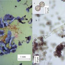 Attēlu rezultāti vaicājumam “Didymium difforme sessile”
