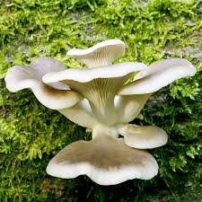 Attēlu rezultāti vaicājumam “Pleurotus ostreatus”