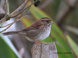 Image result for Zonotrichia albicollis