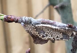 Attēlu rezultāti vaicājumam “Trichoptera egg mass”