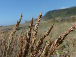 Attēlu rezultāti vaicājumam “Festuca rubra subsp. rubra”