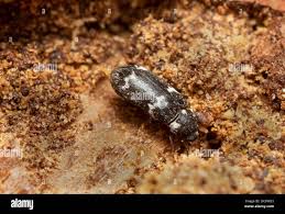 Attēlu rezultāti vaicājumam “Megatoma undata”