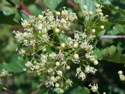 Attēlu rezultāti vaicājumam “Acer tataricum subsp. ginnala flower”