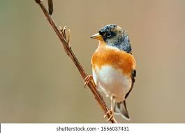 Image result for Fringilla montifringilla