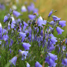 Attēlu rezultāti vaicājumam “Campanula rotundifolia”