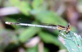Attēlu rezultāti vaicājumam “Platycnemis pennipes”